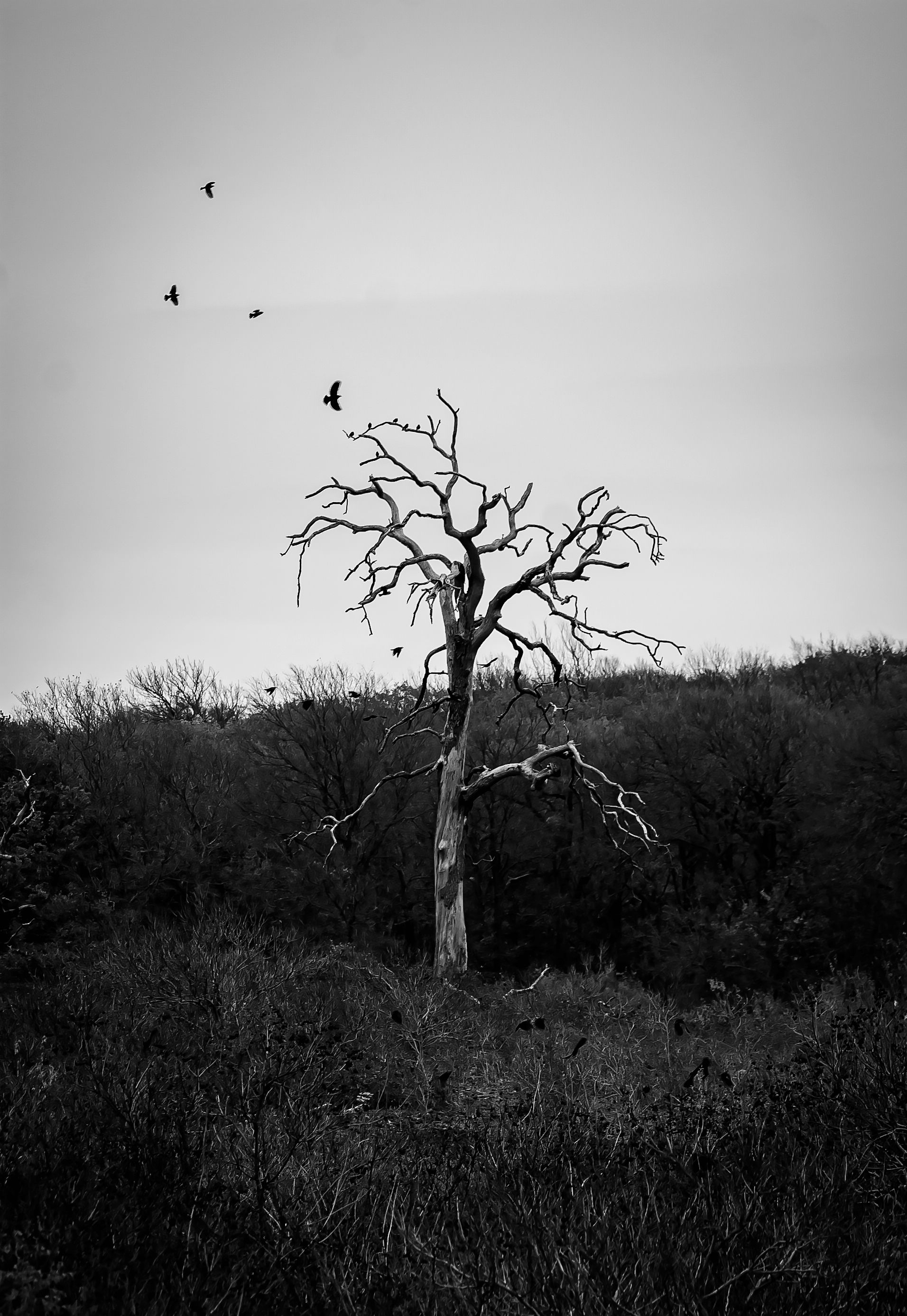 Arbre Murrell