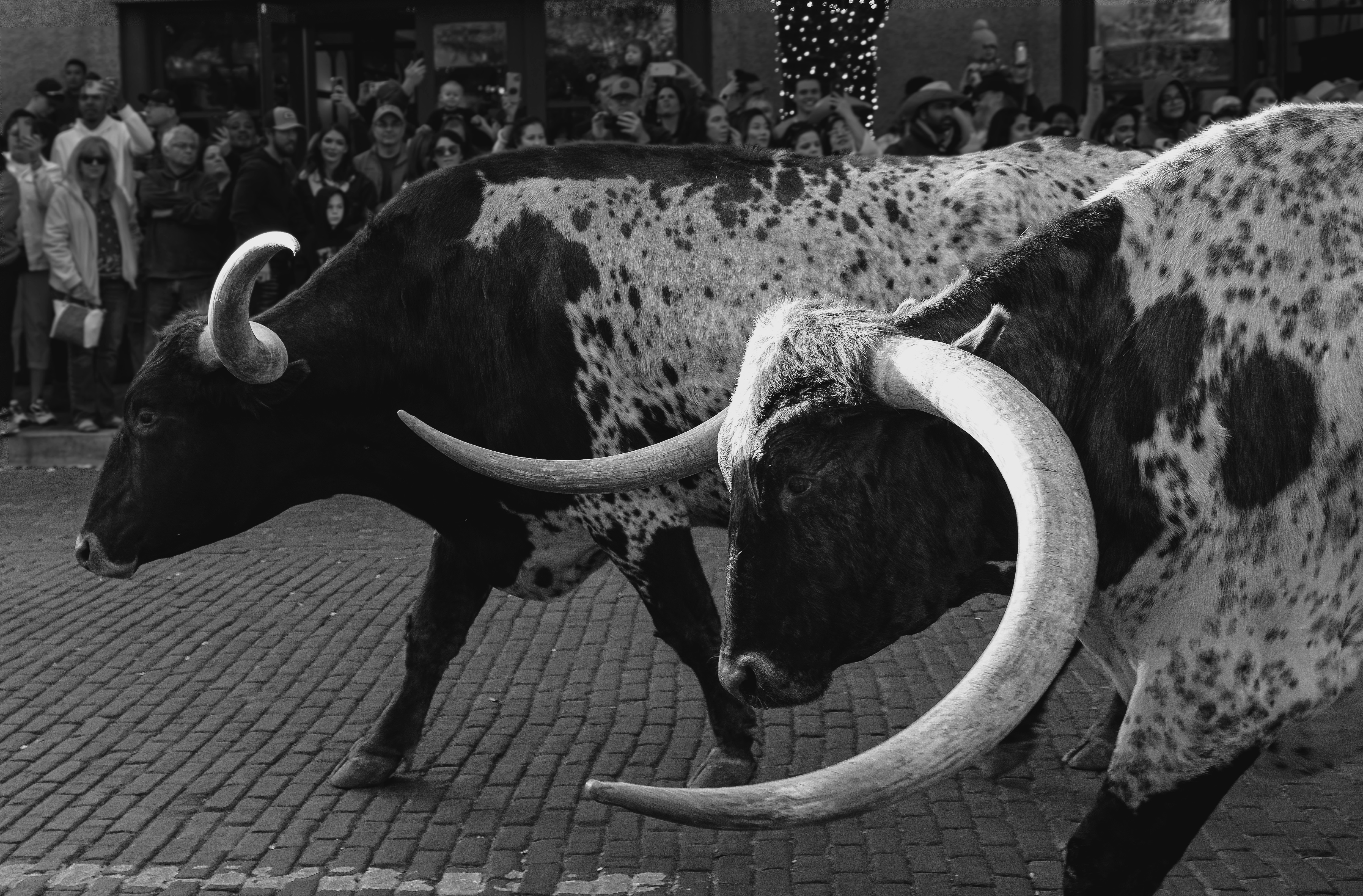 Cow-Op